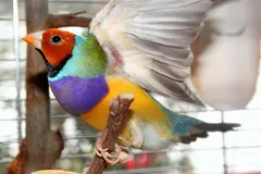 Red-headed male Gouldian finch showing vibrant yellow belly and purple breast
