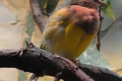 Black-headed Gouldian finch resting beside a waterhole in tropical savannah