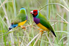 Wild Gouldian finch foraging in tropical savanna woodlands of Northern Territory