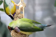 Gouldian finch showing electric turquoise and cyan neck collar details