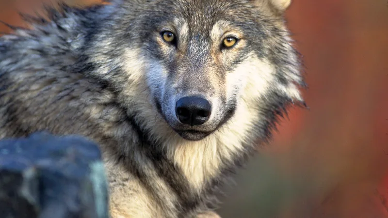 Gray Wolf in natural habitat