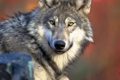 Gray Wolf in natural habitat