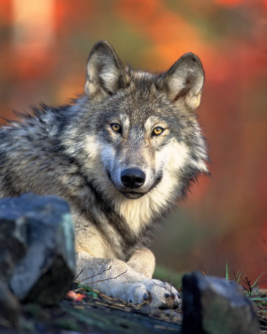 Gray Wolf in natural habitat