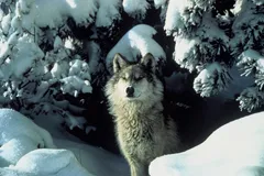 Gray Wolf in natural habitat