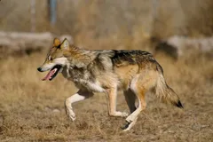 Gray Wolf in natural habitat