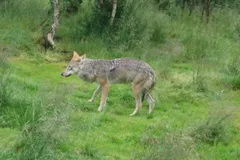 Gray Wolf in natural habitat
