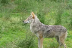Gray Wolf in natural habitat