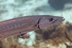 Great Barracuda