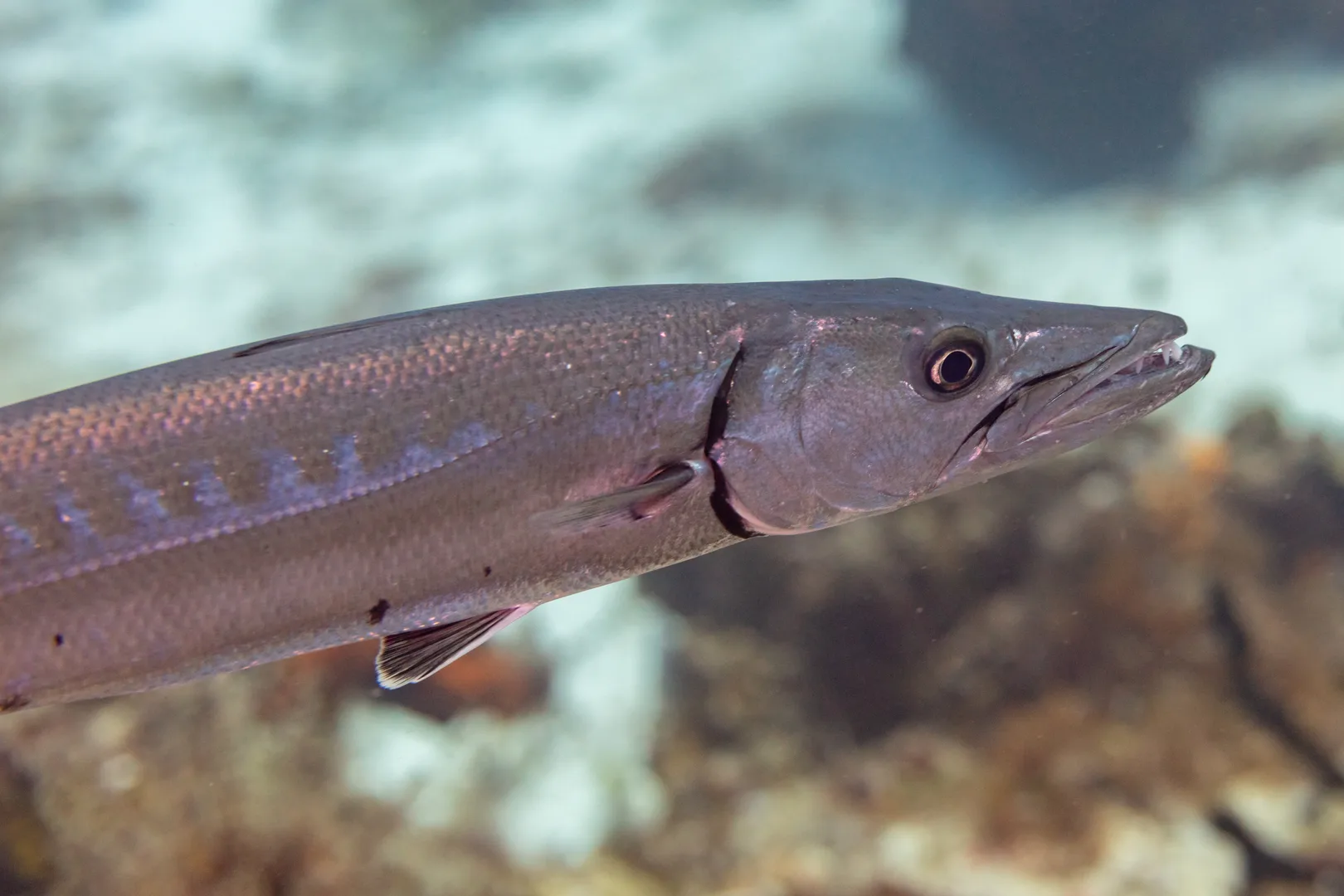 Great Barracuda