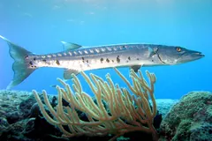 Silver great barracuda with dark blotches on its lower flank, hovering over coral and sea fans