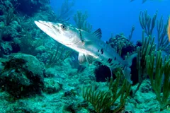 Great barracuda gliding past corals and sea plumes in the Caribbean