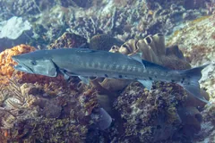Long-bodied great barracuda resting above a coral reef off Cozumel