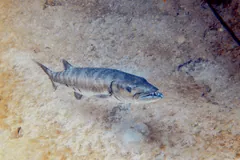 Great barracuda swimming low over a sandy seabed off Honduras