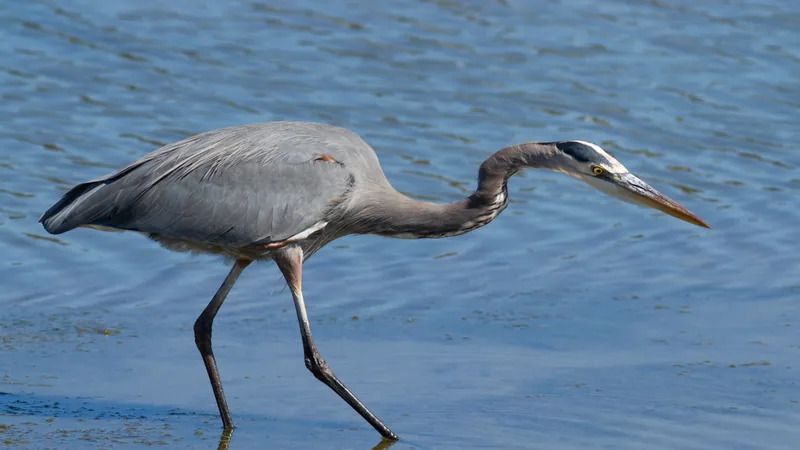 Great blue heron wading slowly through shallow blue water with its neck stretched forward