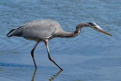 Great blue heron wading slowly through shallow blue water with its neck stretched forward