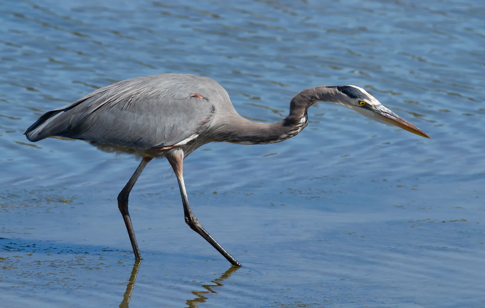 Great blue heron wading slowly through shallow blue water with its neck stretched forward