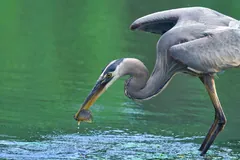 Great blue heron striking the water surface with its bill