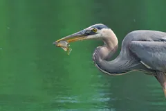 Great blue heron with a small fish in its bill