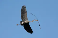 Great blue heron flying with a long stick in its bill