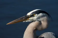 Close view of a great blue heron's head, dagger bill and black head stripe