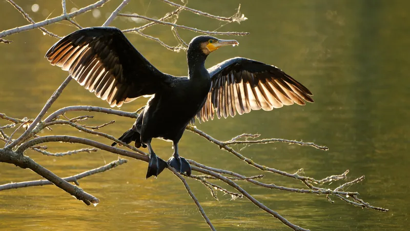 Great cormorant on a bare branch with its dark wings spread wide to dry