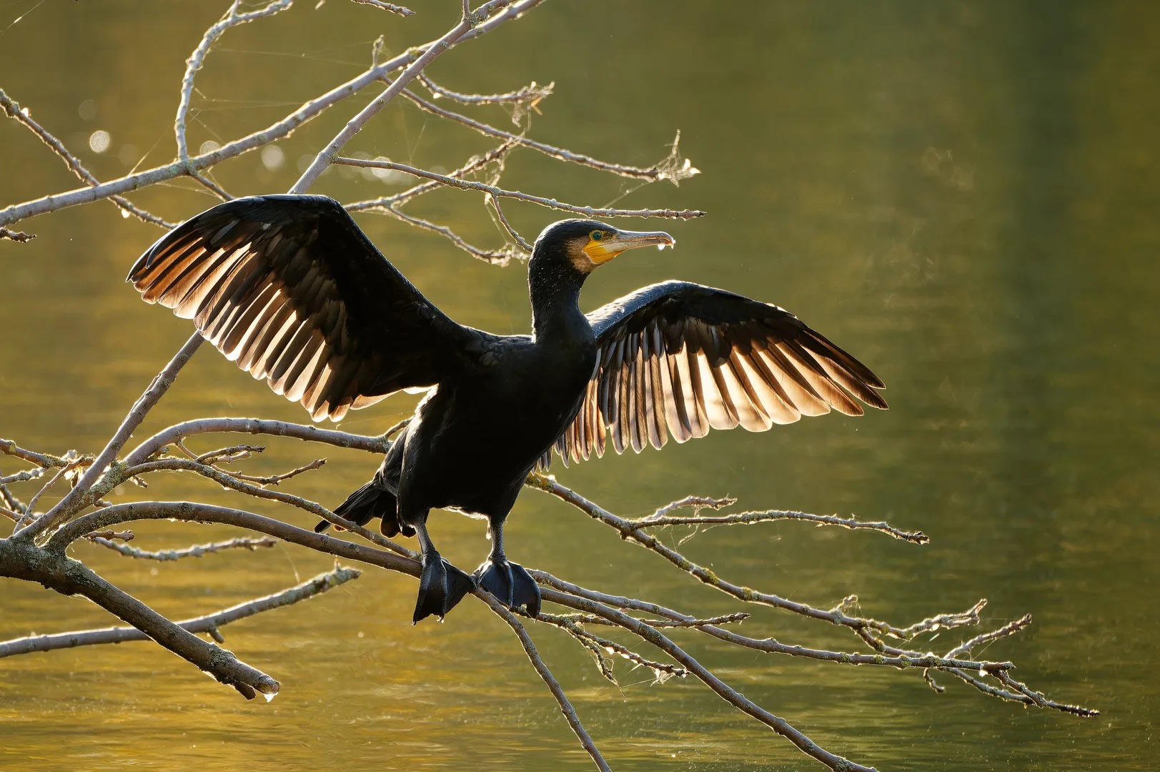 Great cormorant on a bare branch with its dark wings spread wide to dry