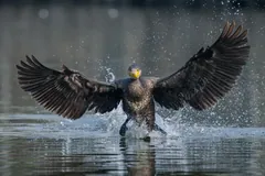 Great cormorant landing on water with wings spread and spray flying