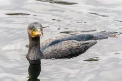 Great cormorant swimming low in the water, only its head and back above it