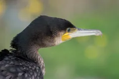 Close view of a great cormorant's curved bill tip and yellow throat patch