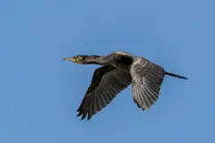 Great cormorant flying with its neck stretched out against a blue sky