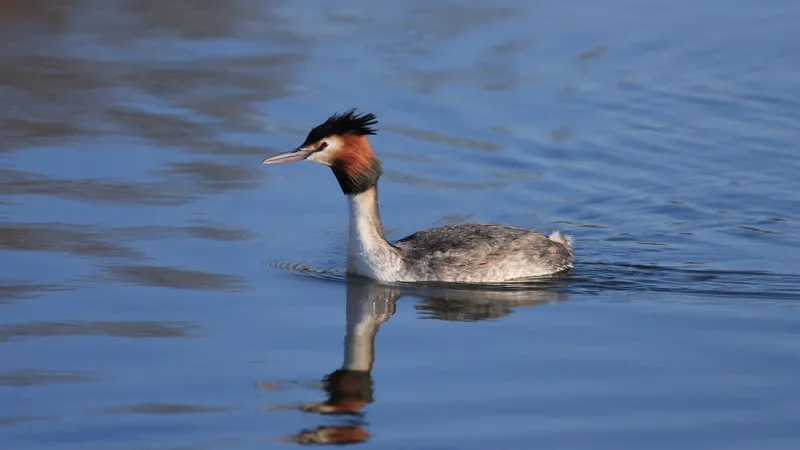 Great crested grebe in flamboyant breeding plumage floating calmly on lake water
