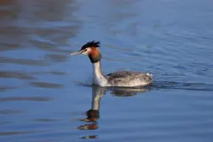 Great crested grebe in flamboyant breeding plumage floating calmly on lake water