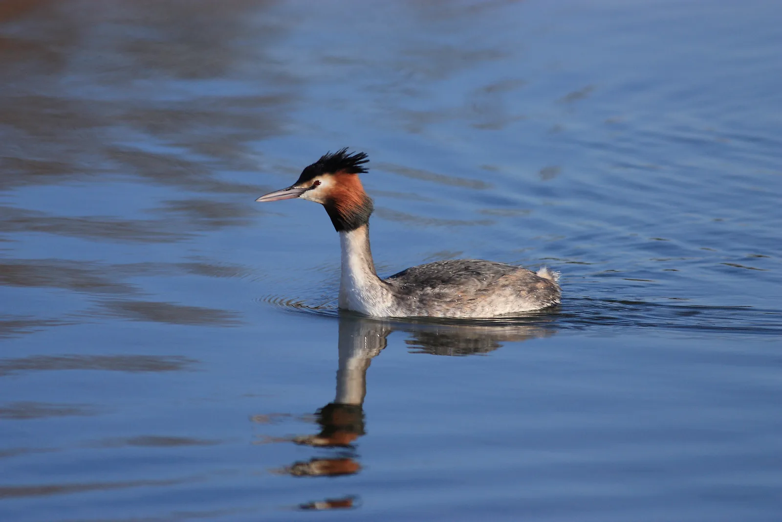 Great crested grebe in flamboyant breeding plumage floating calmly on lake water