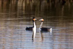 Pair of great crested grebes performing synchronized courtship mirror head dance