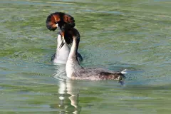 Great crested grebe parent carrying fluffy striped chicks nestled safely on back plumage