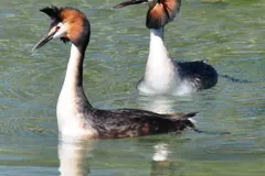 Great crested grebe diving headfirst into freshwater ripples foraging for fish