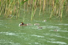 Great crested grebe close-up displaying double head crest and chestnut neck ruff