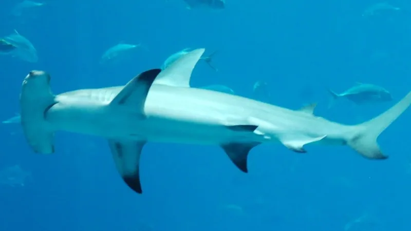 Great Hammerhead Shark in natural habitat
