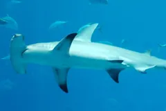 Great Hammerhead Shark in natural habitat