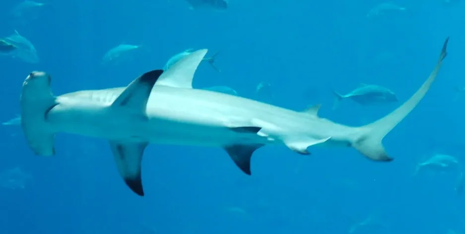 Great Hammerhead Shark in natural habitat