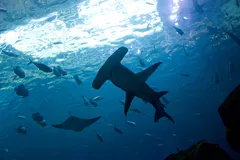 Great Hammerhead Shark in natural habitat