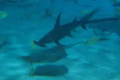 Great Hammerhead Shark in natural habitat