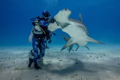 Great Hammerhead Shark swimming in Bimini waters