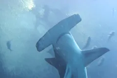 Great Hammerhead Shark in natural habitat