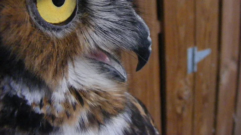 great horned owl in natural habitat