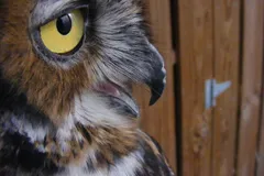 great horned owl in natural habitat