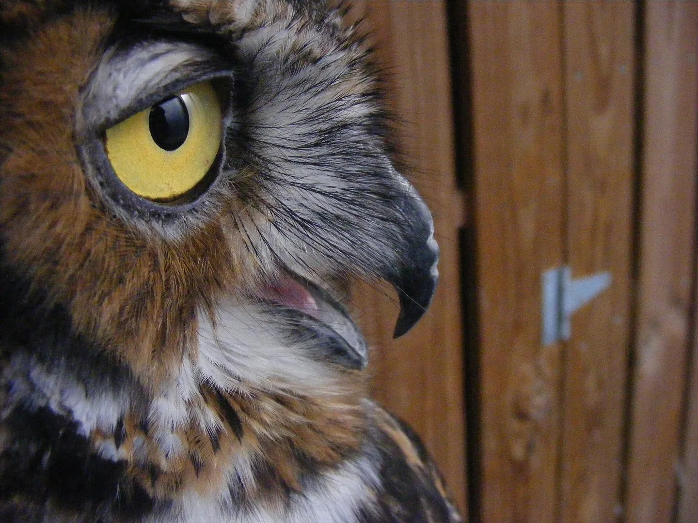 great horned owl in natural habitat