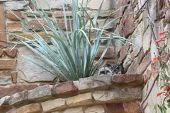 great horned owl in natural habitat