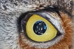 great horned owl in natural habitat