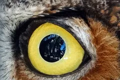 great horned owl in natural habitat